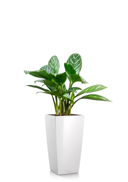 Аглаонема Страйп 17/60 см в CUBICO 22