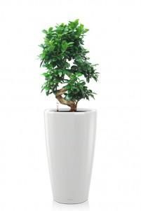 Фикус бонсай в RONDO 32 Фикус бонсай в RONDO 32