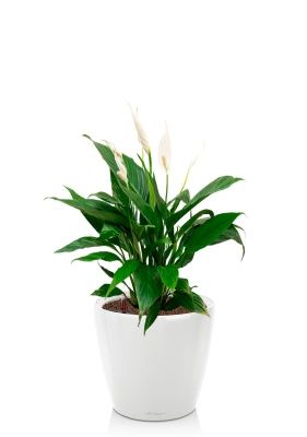 Спатифиллум Вариегатный 17/60 см в CLASSICO LS 21, белый блестящий Спатифиллум Вариегатный 17/60 см в CLASSICO LS 21, белый блестящий