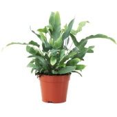 Флебодиум Ауреум Блю Стар d14 см h40 см тип 1