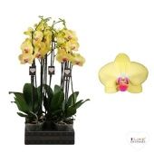 Фаленопсис 2 ствола Miraflore 16+ (levo) d12 см h65 см