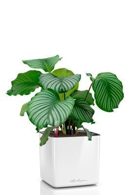 Калатея Орбифолия 12/40 см в CUBE GLOSSY 14, белый блестящий