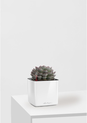 Эхеверия микс 10 см в CUBE GLOSSY 14 Эхеверия микс 10 см в CUBE GLOSSY 14