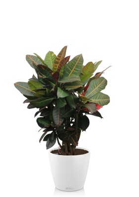 Кротон Миссис Айстон 17/65 см в CLASSICO Color 21