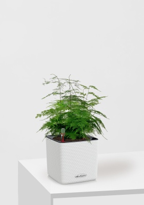 Аспарагус Плюмосус 12/30 см в CUBE Color 14