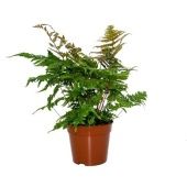 Дриоптерис папоротник красносорусовый d14 см h40 см