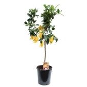 Цитрус Hand Of Buddha d46 см h160 см Цитрус Hand Of Buddha d46 см h160 см