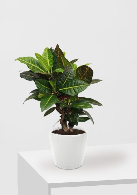 Кротон (Кодиеум) Петра 21/60 см в CLASSICO LS 28