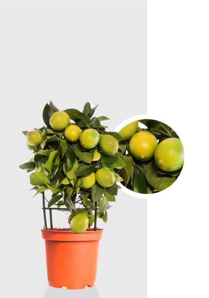 Цитрус Лимон на решетке 19/65 см