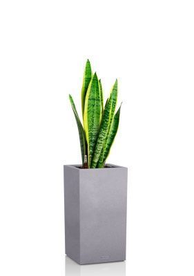 Сансевиерия Лауренти 21/70 см в CANTO STONE HIGH 30, серый камень
