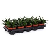 Хавортия West Jogoo d10.5 см h23 см