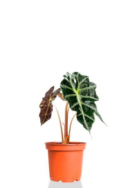 Алоказия Полли 12/30 см