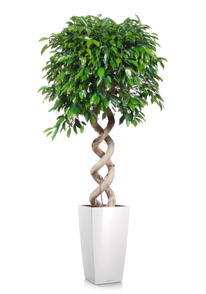 Фикус Бенджамина Экзотика двойная спираль 35/160 см в CUBICO 50