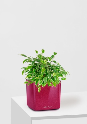 Фикус Бенджамина Кинки Пестрый 12/30 см в CUBE GLOSSY KISS 14, вишнево-розовый блестящий