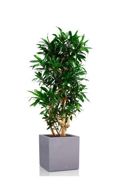 Драцена Песнь Ямайке 32/110 см в CANTO STONE LOW 40