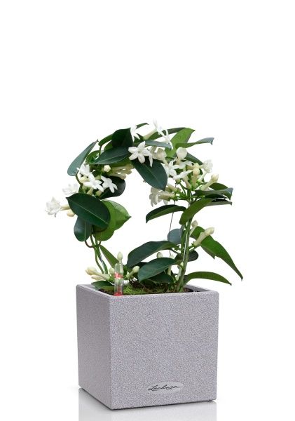 Стефанотис 12/30 см в CANTO STONE 14