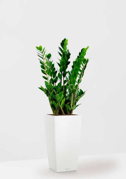 Замиокулькас 17/70 см в CUBICO Color 22