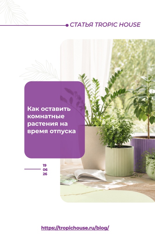 Как оставить комнатные растения на время отпуска: подготовка, полив и безопасное место