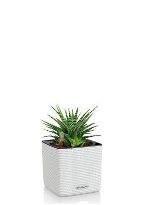 Хавортия микс 10 см в CUBE COLOR 14, белый