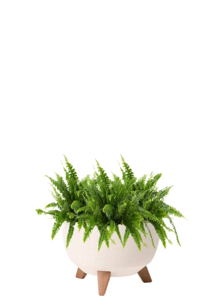 Папоротник Нефролепис Грин Леди 12/30 см в миске LAMELA ROMA ECO WOOD 240 Папоротник Нефролепис Грин Леди 12/30 см в миске LAMELA ROMA ECO WOOD 240