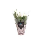 Спатифиллум Перл Купидо d15 см h45 см тип 1