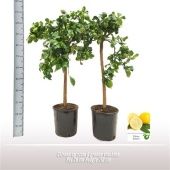 Цитрус Лимон на стволе d26 см h110 см тип 2