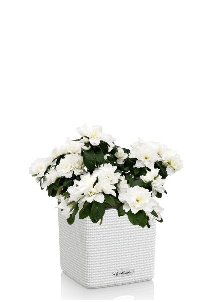 Азалия Индика белая в CUBE COLOR 16