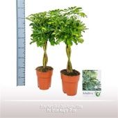 Шеффлера Голд Капелла d19 см h75 см тип 2