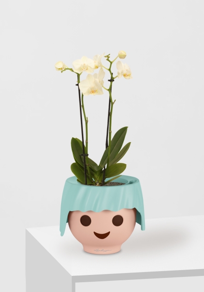 Орхидея Фаленопсис мини микс 9/30 см в OJO