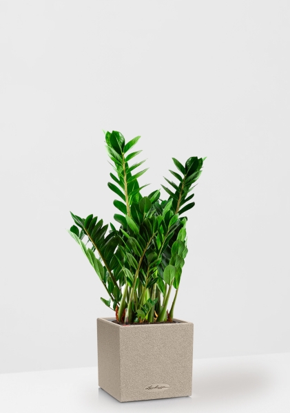 Замиокулькас 21/80 см в CANTO STONE LOW 30 Замиокулькас 21/80 см в CANTO STONE LOW 30