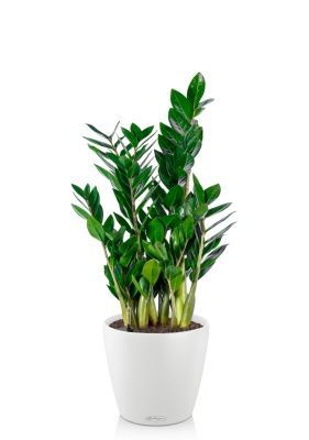 Замиокулькас 17/65 см в CLASSICO COLOR 21, белый