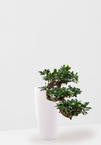 Фикус Микрокарпа Гинсенг каскад 30/70 см в RONDO 32