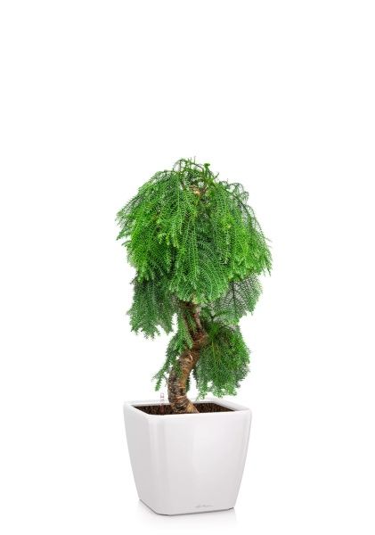 Араукария бонсай 40/110 см в QUADRO LS 43