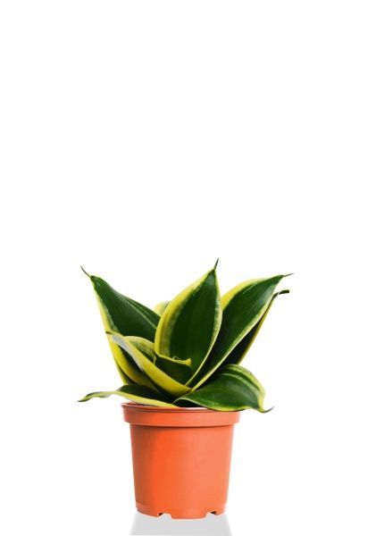 Сансевиерия Блэк Стар 9/20 см Сансевиерия Блэк Стар 9/20 см