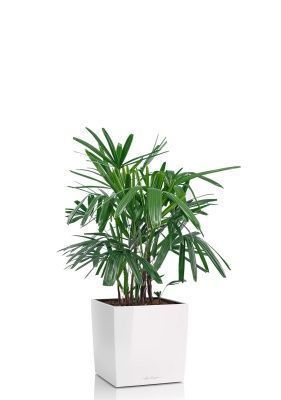 Рапис 21/90 см в CUBE 30, белый блестящий