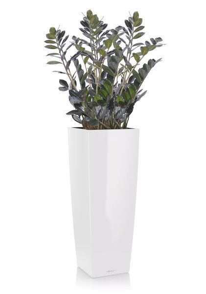 Замиокулькас Равен в CUBICO ALTO 40 Замиокулькас Равен в CUBICO ALTO 40