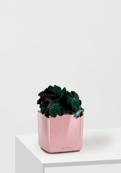 Бегония Рекс Дарк Мамба 12/25 см в CUBE GLOSSY KISS 14