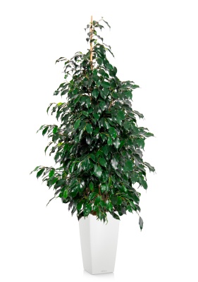 Фикус Бенджамина Даниэль 30/165 см в CUBICO COLOR 40 Фикус Бенджамина Даниэль 30/165 см в CUBICO COLOR 40