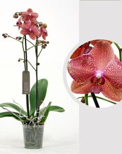 Орхидея Фаленопсис коралловая 12/60 см