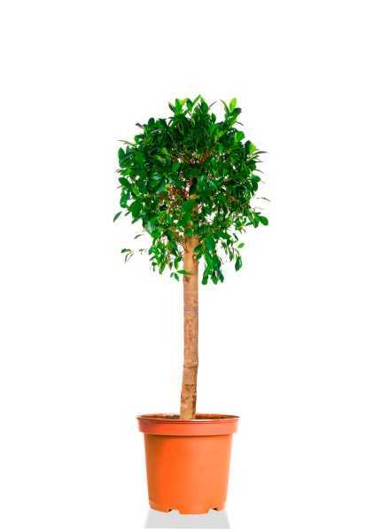 Фикус Бенджамина Колумнар на стволе d27 см h115 см