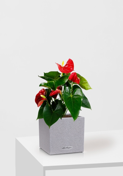 Антуриум Андрианум красный 12/40 см в CANTO STONE 14