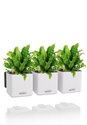 Асплениум Криспи в ЗЕЛЕНАЯ СТЕНА Home Kit Color 15, белый