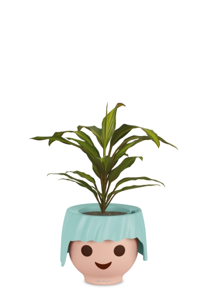 Кордилина Киви 12/35 см в OJO