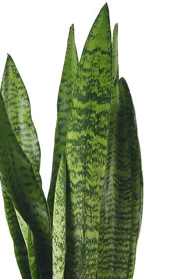 Сансевиерия Зейланика 12/40 см в LAMELA MAGNOLIA fi 135