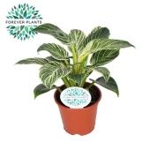 Филодендрон Биркин d14 см h25 см