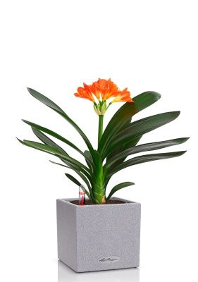 Кливия Оранж 13/50 см в CANTO STONE 14, серый камень