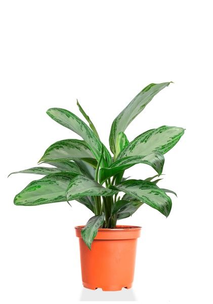 Аглаонема Сильвер Бей 14/40 см