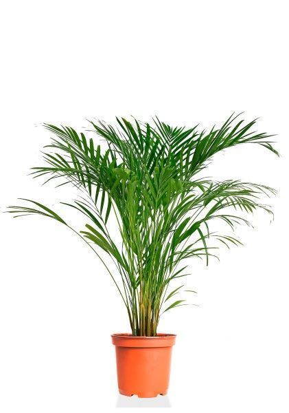 Хризалидокарпус Арека 19/120 см Хризалидокарпус Арека 19/120 см