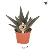 Хавортия Royal Highess d6 см h12.5 см