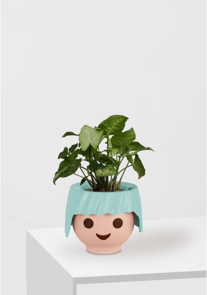 Сингониум Вайт Баттерфляй 12/25 см в OJO